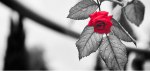 souvenir-rose
